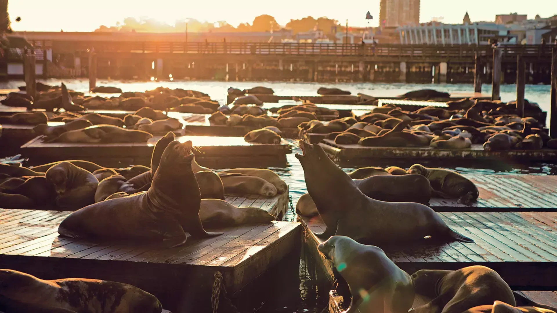 日落时分，海狮在39号码头的K码头休息。