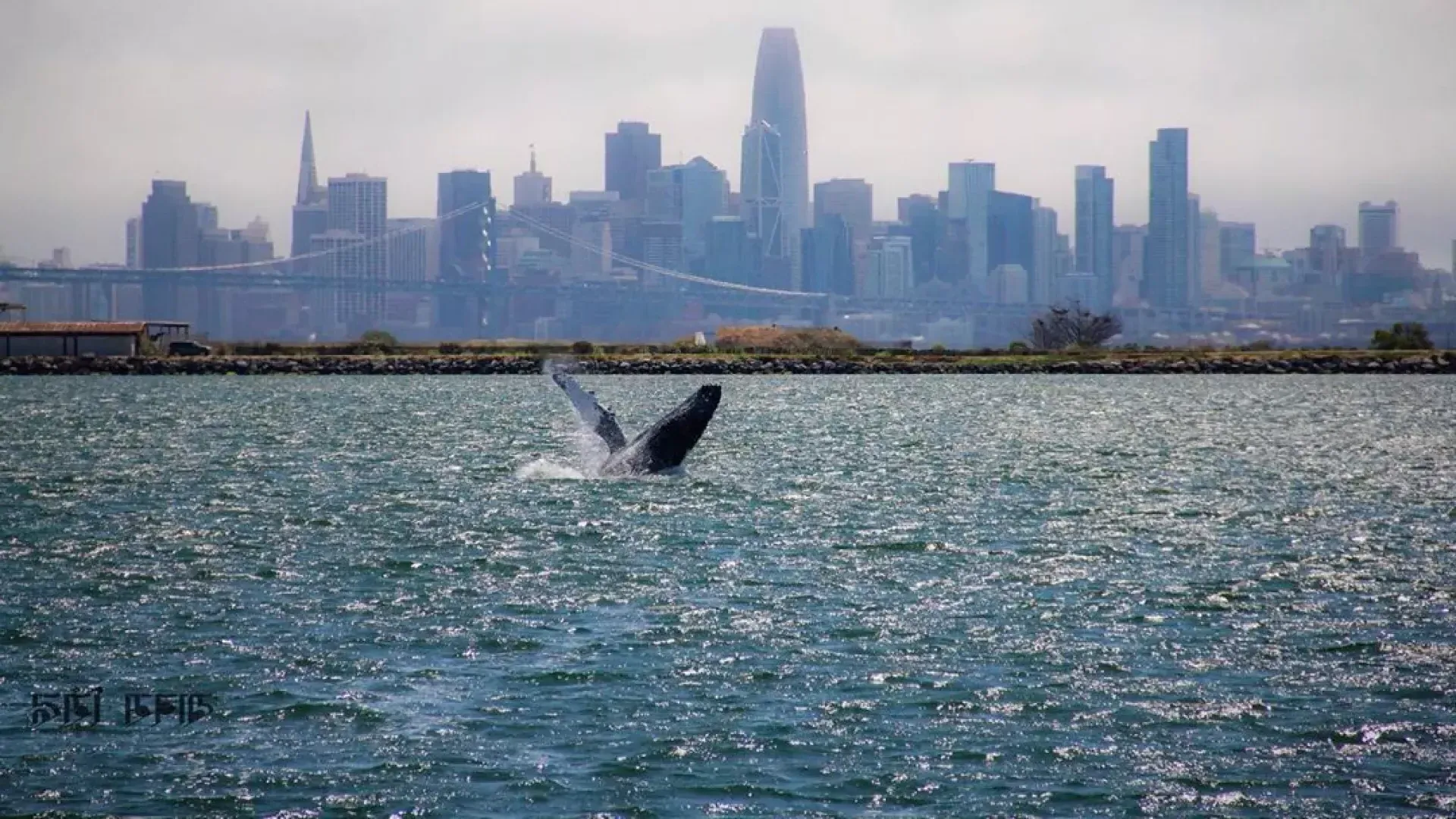 一头鲸鱼在贝博体彩app湾区搁浅.