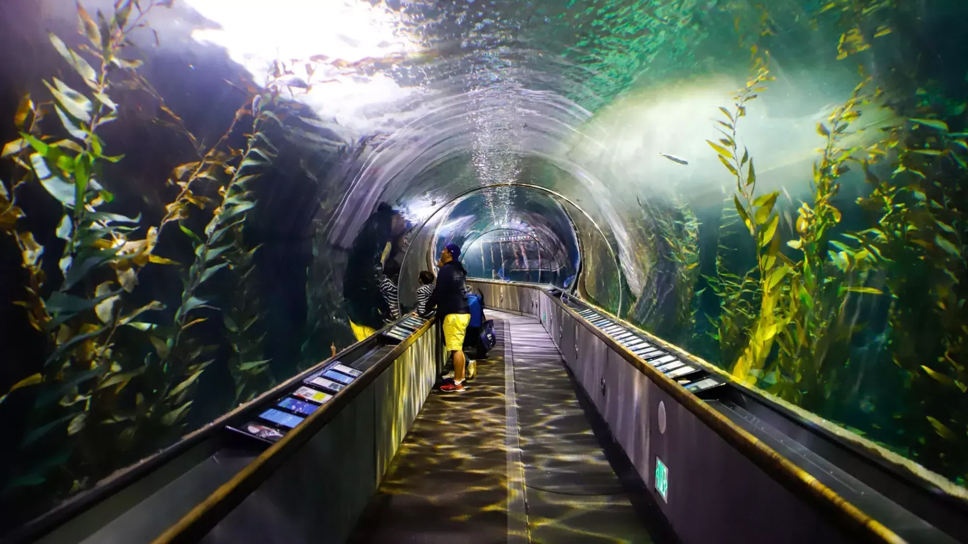 一个家庭在海湾水族馆的隧道里观察海洋生物。