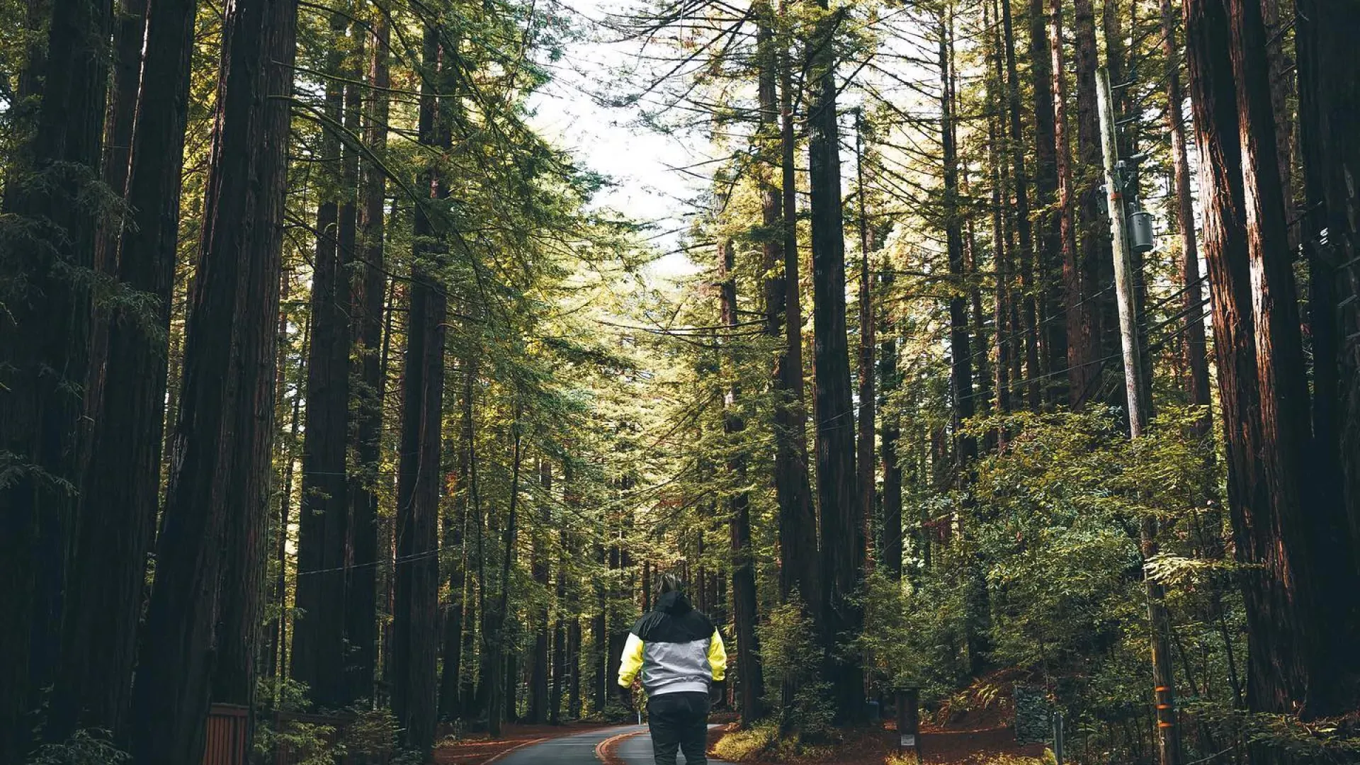 一个男人背对着镜头站在一条穿过高大红杉的路上。. 