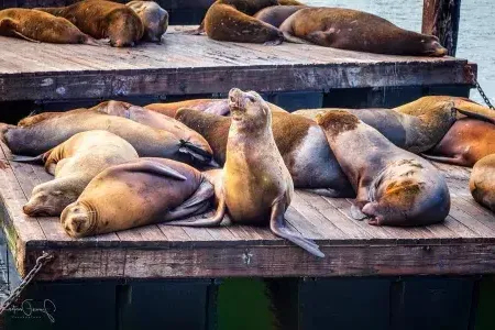 Sea Lions rest on 码头39's K Dock