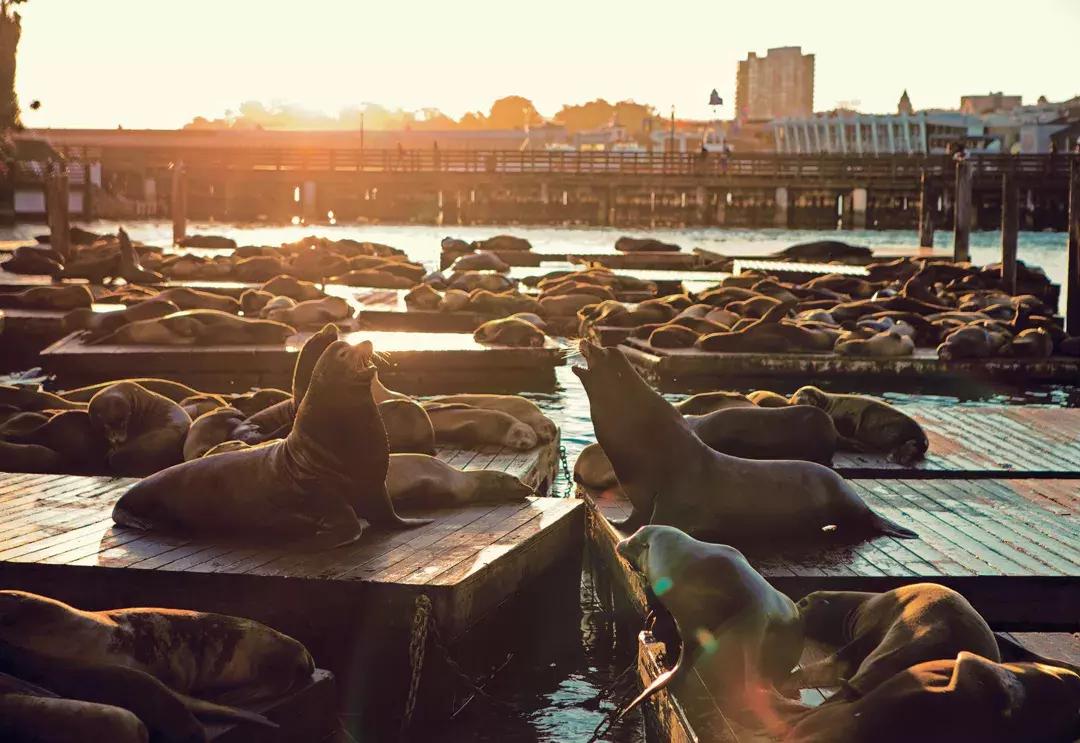 日落时分，海狮躺在39号码头的K码头上