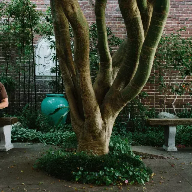 丹尼斯·麦克纳利坐在一棵树上。